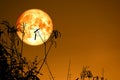 Full Fish Moon back on silhouette dry branch tree on night sky