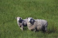 Full fleece ewe sheep with lamb in long green grass, New Zealand Royalty Free Stock Photo