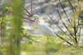 Full focus bird background blue