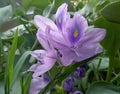 Full focus purple flower with green grass