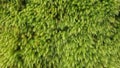 Full Frame Abstract Background of Bright Green Moss and Lichen Texture Royalty Free Stock Photo