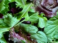 Assorted salad greens Royalty Free Stock Photo