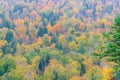 Full frame autumn treetops