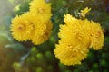 Full frame background of bright yellow flower garden chrysanthemums in autumn. Royalty Free Stock Photo