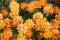 Full frame background of bright yellow, orange flower garden chrysanthemums in autumn. Royalty Free Stock Photo