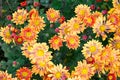 Full frame background of bright yellow, orange flower garden chrysanthemums in autumn. Royalty Free Stock Photo