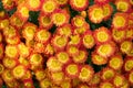 Full frame background of bright yellow, orange flower garden chrysanthemums in autumn. Royalty Free Stock Photo