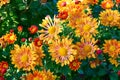 Full frame background of bright yellow, orange flower garden chrysanthemums in autumn. Royalty Free Stock Photo