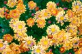 Full frame background of bright yellow, orange flower garden chrysanthemums in autumn Royalty Free Stock Photo