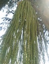 Background of Bunch of Small Palm Seeds on the Tree.