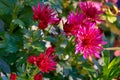 Full frame background bush of pink garden chrysanthemums in autumn.