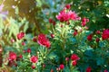 Full frame background bush of pink garden chrysanthemums in autumn. Royalty Free Stock Photo