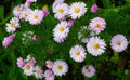 Full frame background bush of pink and purple garden chrysanthemums in autumn. Royalty Free Stock Photo