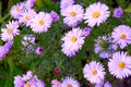 Full frame background bush of pink and purple garden chrysanthemums in autumn. Royalty Free Stock Photo