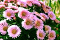 Full frame background bush of pink and purple garden chrysanthemums in autumn. Royalty Free Stock Photo