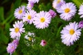 Full frame background bush of pink and purple garden chrysanthemums in autumn Royalty Free Stock Photo