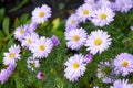Full frame background bush of pink and purple garden chrysanthemums in autumn. Royalty Free Stock Photo