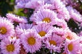 Full frame background bush of pink and purple garden chrysanthemums in autumn. Royalty Free Stock Photo