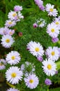 Full frame background bush of pink and purple garden chrysanthemums in autumn.