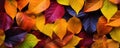 full frame background consisting of pile of multicolored autumn leaves placed one on another