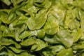 Full frame background of dense fresh green leaves