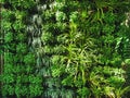 Background of Fresh Decorative Green Plants Wall Royalty Free Stock Photo