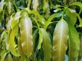 Full Frame Background of Fresh Mango Leaves Royalty Free Stock Photo