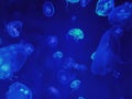 Background of Group of Jellyfish in Sea Water with Blue Lighting Royalty Free Stock Photo
