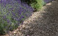 Full frame background image of beautiful lavender beside wood chip path Royalty Free Stock Photo