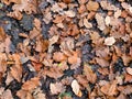 Full frame background image of brown and black fallen oak leaves on a forest floor in winter