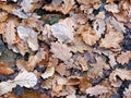 Full frame background image of brown and black fallen oak leaves on a forest floor in winter