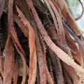 Full frame background of old brown decaying aloe vera foliage