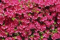 Purple pink background of Azalea flowers, with detail, texture and soft color Royalty Free Stock Photo