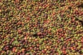 Full frame background of raw coffee beans Royalty Free Stock Photo