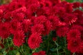 Full-frame background of red garden chrysanthemums in autumn.