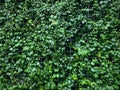 Background of Wet Green Climbing Plants on Wire Mesh Wall