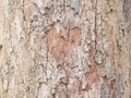 Bark of tree Royalty Free Stock Photo