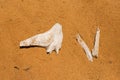 Full frame of beach or desert sand with skeleton-like sticks. Archaeology excavation concept