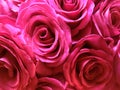 Pink roses