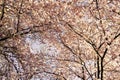 Full frame of beautiful spring tree of wild cherry in blossom