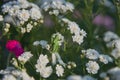 Full frame blooming gypsophila. Green locusts sit on flowers. Royalty Free Stock Photo