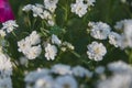 Full frame blooming gypsophila. Green locusts sit on flowers. Royalty Free Stock Photo