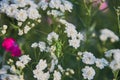 Full frame blooming gypsophila. Green locusts sit on flowers. Royalty Free Stock Photo