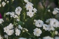 Full frame blooming gypsophila. Green locusts sit on flowers. Royalty Free Stock Photo