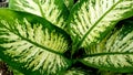 Full Frame Chinese EverGreen Royalty Free Stock Photo