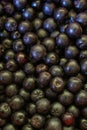 Full frame of chokeberry berries. Aronia berries