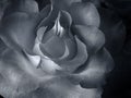 Full frame close up of a blue toned monochrome vintage style rose