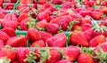 Close up of bright red strawberries with green leaves