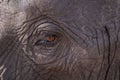 Close up of an elephant eye