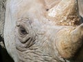 Close up of the face of a baby black rhinoceros with eye and horn Royalty Free Stock Photo